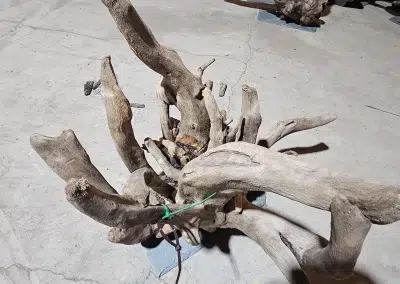 Presoaked branchy Driftwood