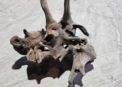 Presoaked Driftwood
