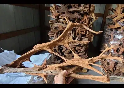 Exotic Malaysian Driftwood