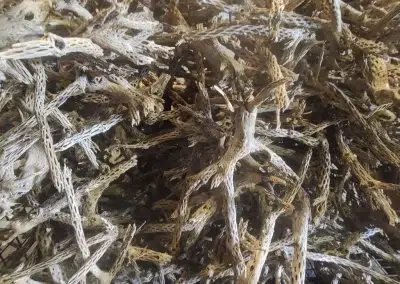 Assorted cholla wood