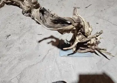 Exotic mopani Driftwood